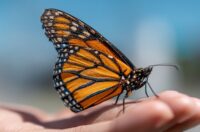 Image of a butterfly sitting on a human hand getting ready to fly off.