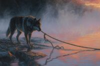 Image of a wolf pulling a rope out of the water.